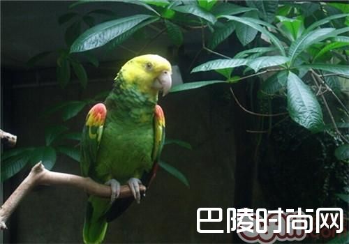 双黄头亚马逊鹦鹉