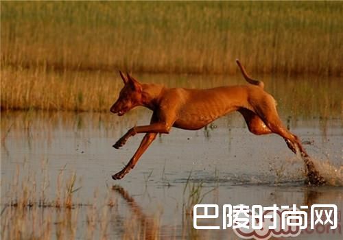 法老王猎犬