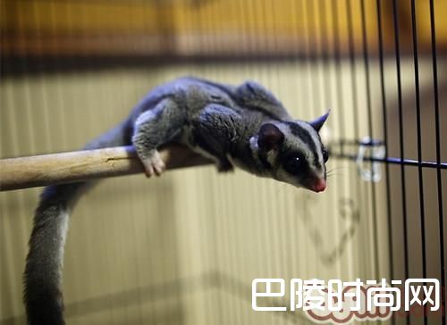 澳洲蜜袋鼯 澳洲蜜袋鼯