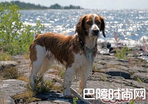 威尔士史宾格犬