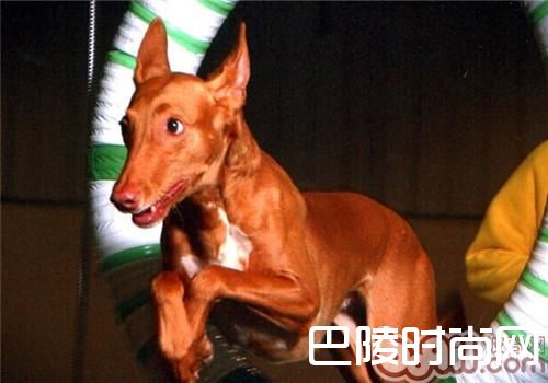 法老王猎犬 法老王猎犬
