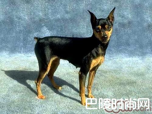 迷你杜宾犬