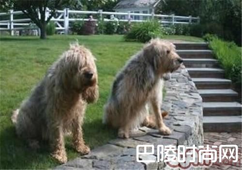 奥达猎犬 奥达猎犬