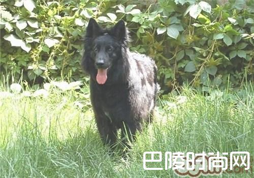 格罗安达犬