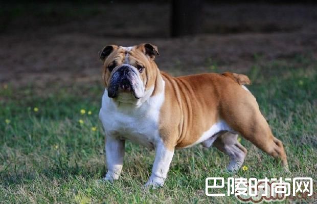 英国斗牛犬 英国斗牛犬