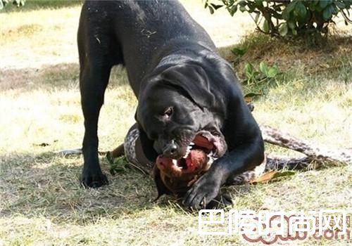 德国短毛指示犬