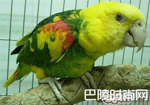 双黄头亚马逊鹦鹉