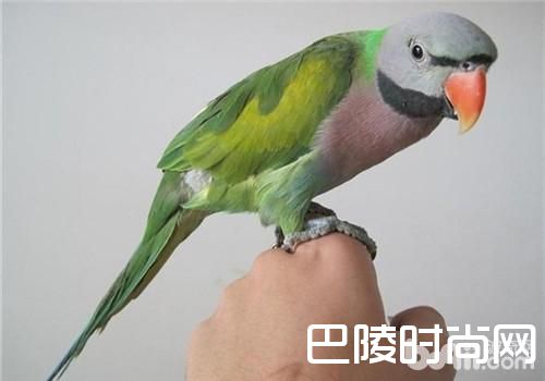 大绯胸鹦鹉 大绯胸鹦鹉