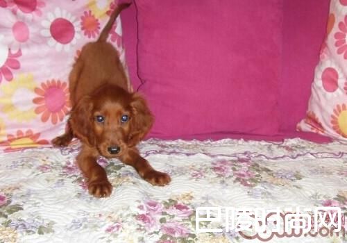 爱尔兰雪达犬 爱尔兰雪达犬