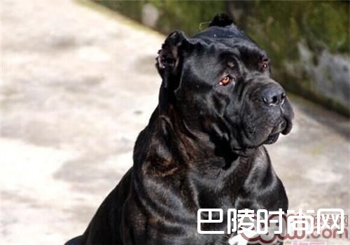 卡斯罗犬 卡斯罗犬