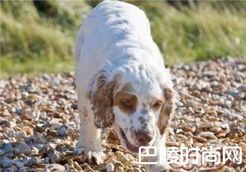 克伦伯猎鹬犬
