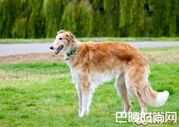 苏俄猎狼犬 苏俄猎狼犬