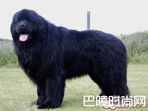 纽芬兰犬