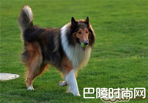 苏格兰牧羊犬 苏格兰牧羊犬