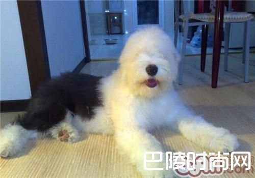 英国古代牧羊犬