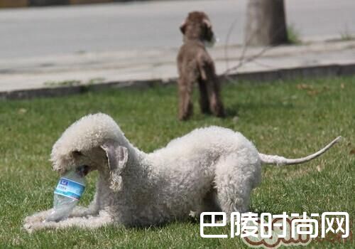 贝灵顿梗 贝灵顿梗