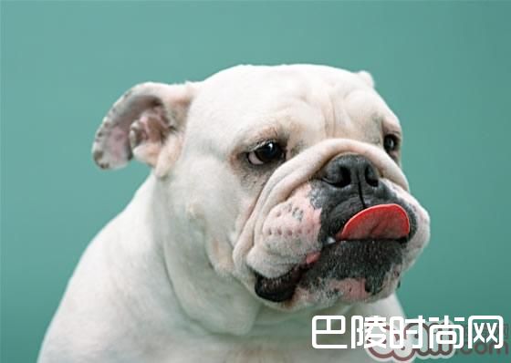 英国斗牛犬 英国斗牛犬