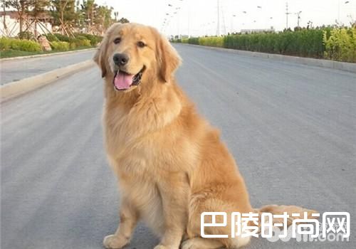 金毛犬