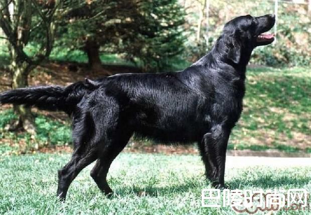 平毛寻回猎犬 平毛寻回猎犬