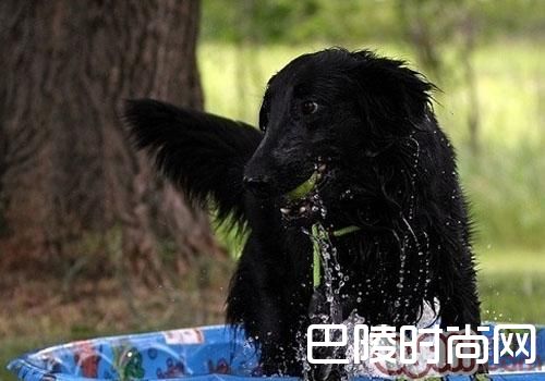 平毛寻回猎犬