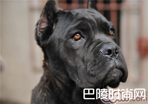 卡斯罗犬 卡斯罗犬