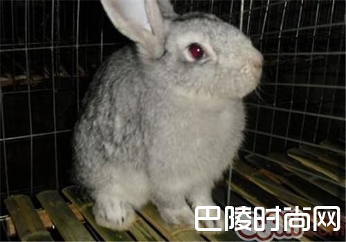 青紫蓝兔 青紫蓝兔