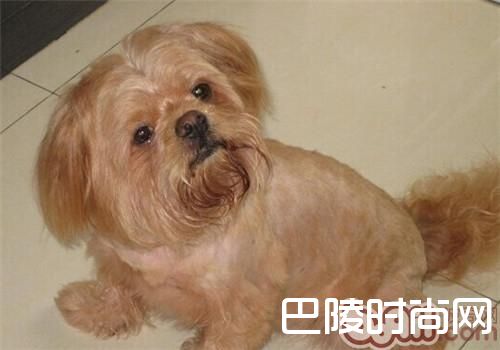 拉萨犬 拉萨犬