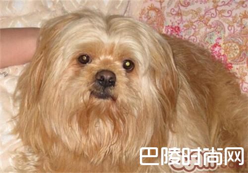 拉萨犬 拉萨犬
