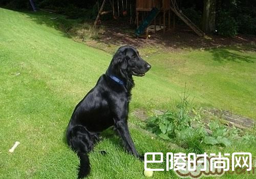 平毛寻回猎犬 平毛寻回猎犬