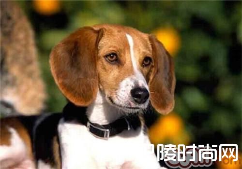 美国猎狐犬