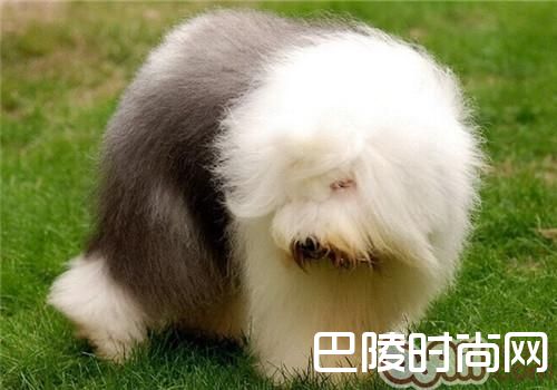 英国古代牧羊犬