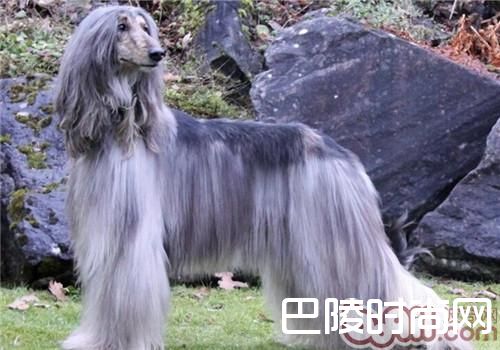 阿富汗猎犬