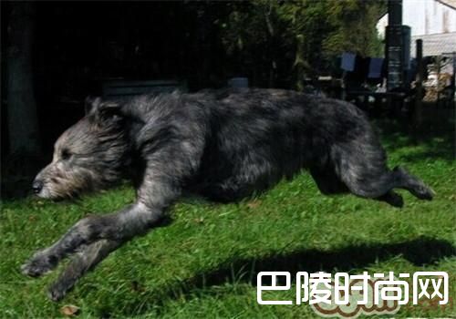 爱尔兰猎狼犬