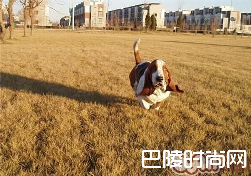 巴吉度猎犬 巴吉度猎犬