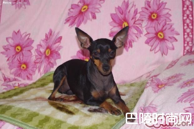 迷你杜宾犬 迷你杜宾犬