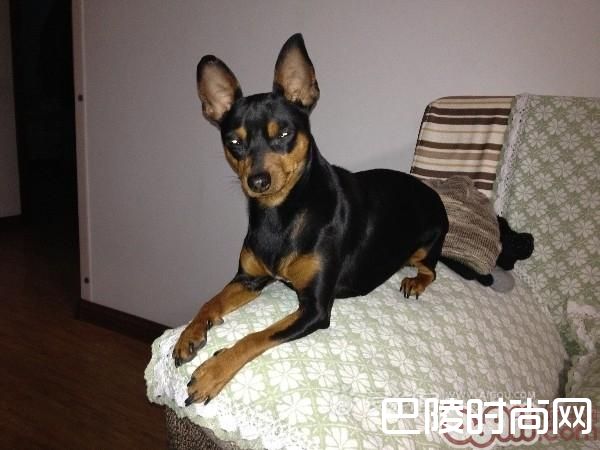迷你杜宾犬 迷你杜宾犬