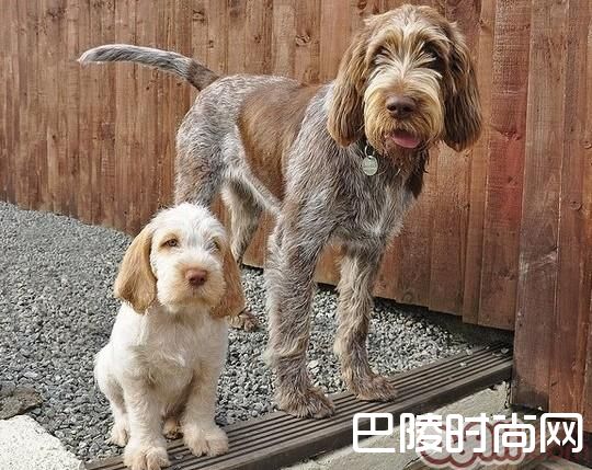 史毕诺犬