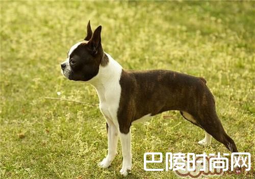 波士顿梗犬