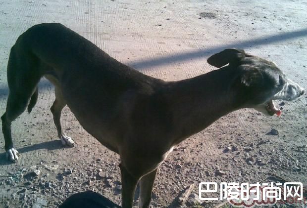 意大利灵缇犬 意大利灵缇犬