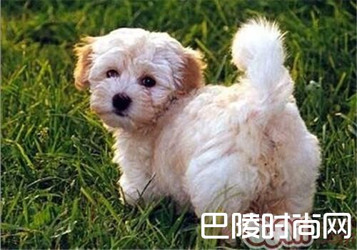 哈威那犬