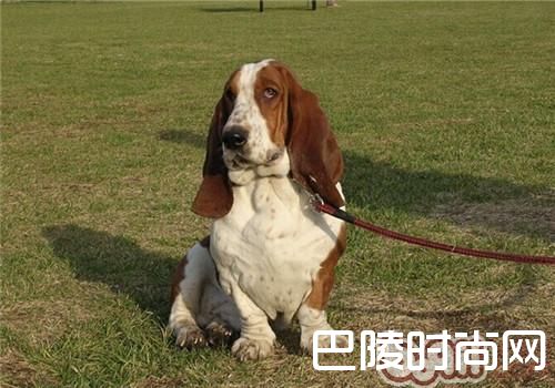 巴吉度猎犬 巴吉度猎犬