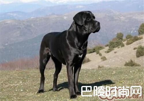 卡斯罗犬 卡斯罗犬