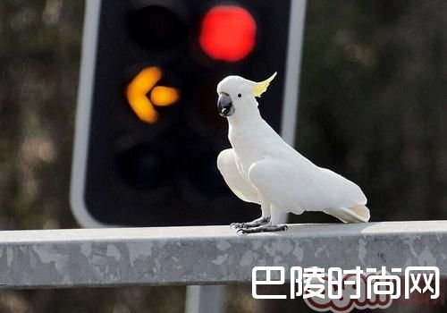 小葵花凤头鹦鹉 小葵花凤头鹦鹉