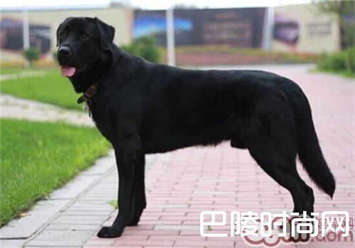 拉布拉多猎犬