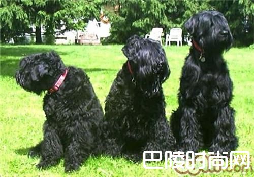 黑俄罗斯梗 黑俄罗斯梗