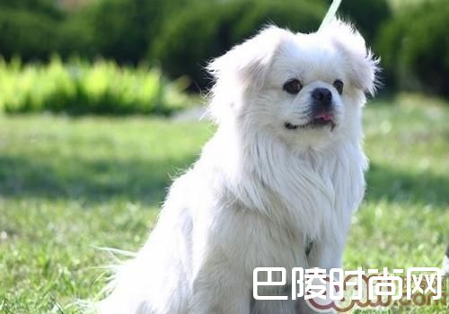 西藏猎犬 西藏猎犬