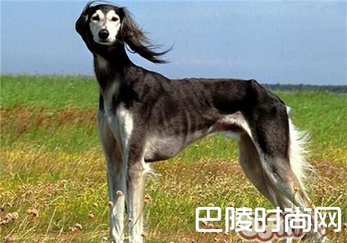 东非猎犬