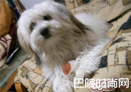 哈威那犬 哈威那犬