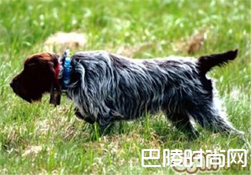 刚毛指示格里芬犬