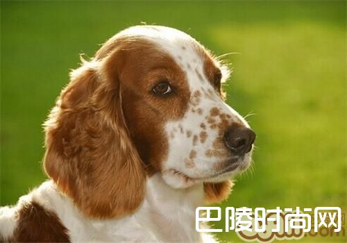 威尔士史宾格犬